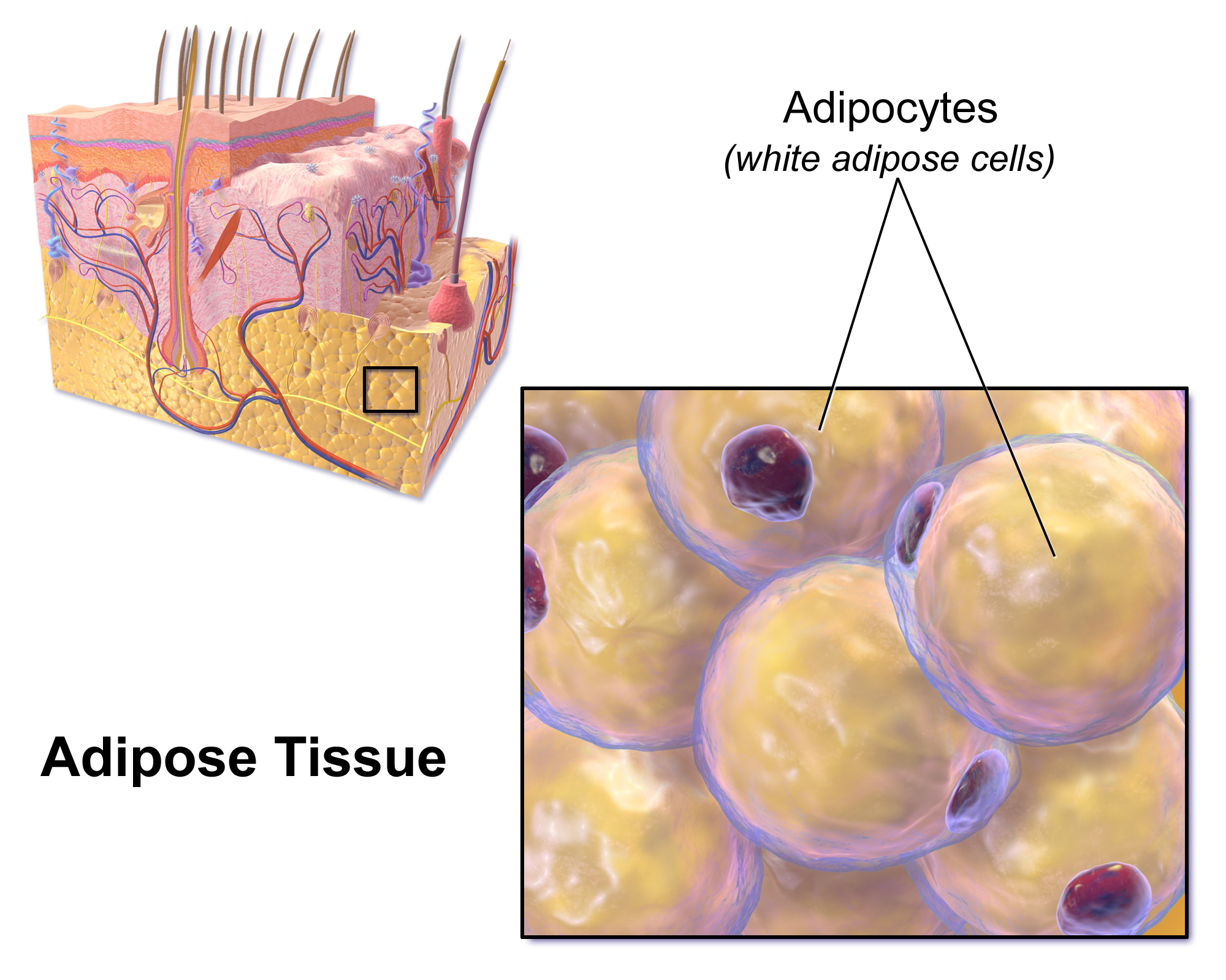 Differentiating but not Mature Adipocytes Provide a ...