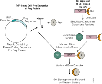 6544ma Schematic of GST Pull-Down.