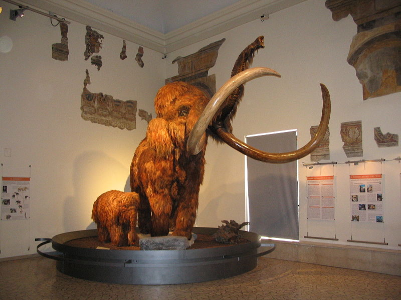 800px-mammut2 Sequencing the mammoth genome could just be the beginning.