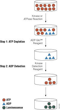 ADP-Glo™ Kinase Assay flowchart