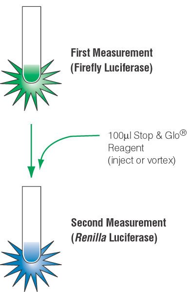 Dual-Luciferase Assay