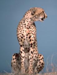Cheetah2 Cheetah.