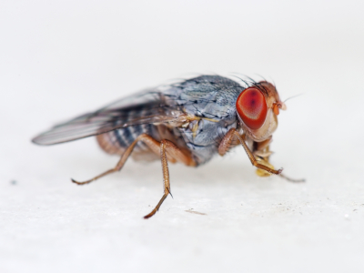 Drosophila