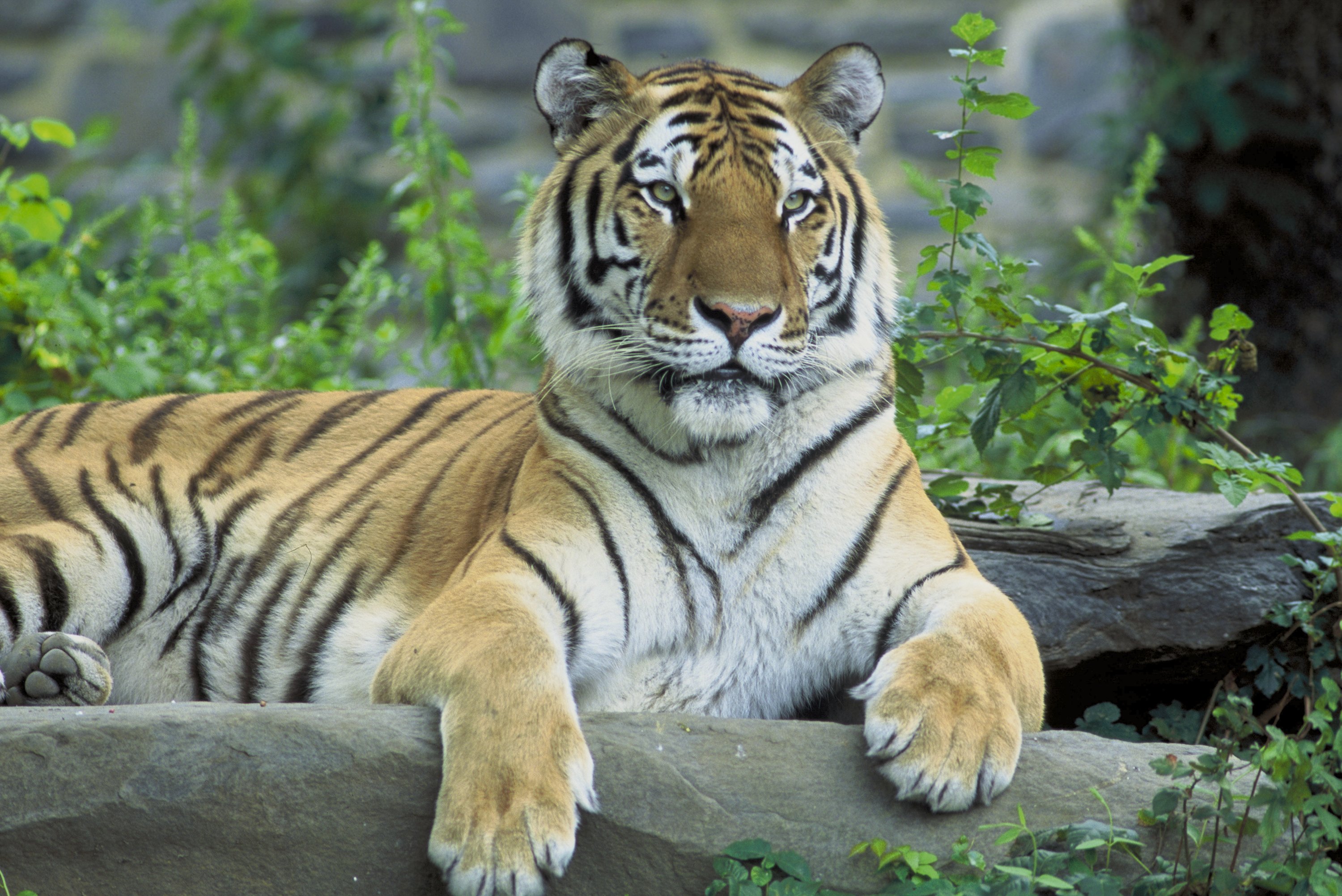 When Five Hundred Tigers Are Not Enough Amur Tiger Essays About Health also Population Essay In English Thesis Statements For Essays