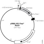 pFN6A (HQ) Flexi® Vector