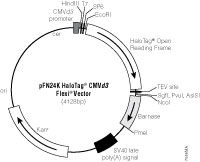 pFN24K HaloTag® CMVd3 Flexi® Vector