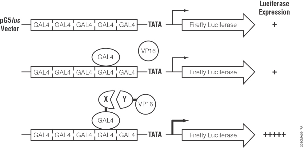 Luciferase-based Detection of Interacting Proteins