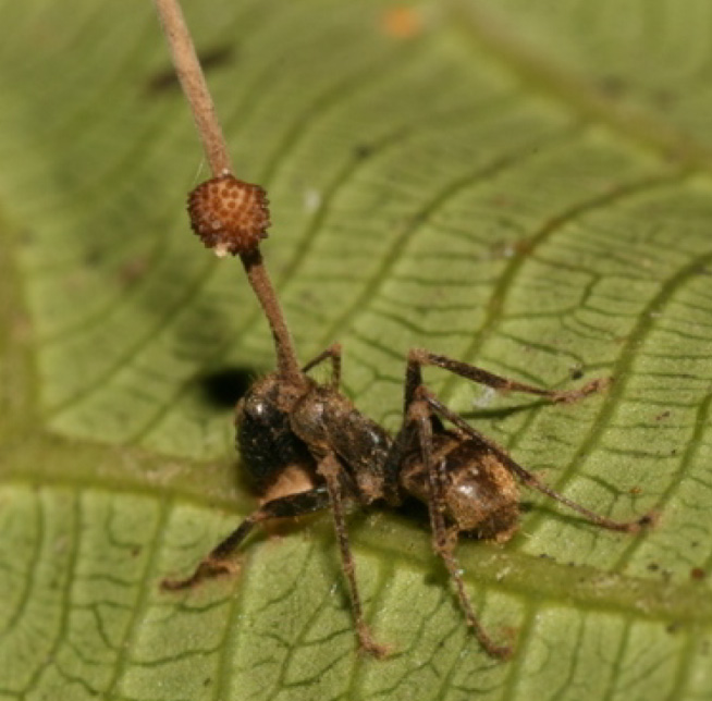 ant-fungus1 Ant infected with Ophiocordyceps unilaterius. (Image: PLOS One, via Creative Commons Licence)