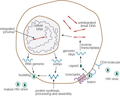 This schematic of HIV life cycle summarizes years of research to understand HIV and get to a potential cure for HIV infection
