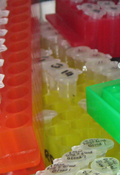 Tube racks stacked in the refrigerator