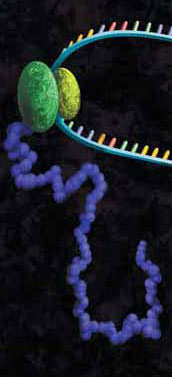 A protein chain being produced from a ribosome.