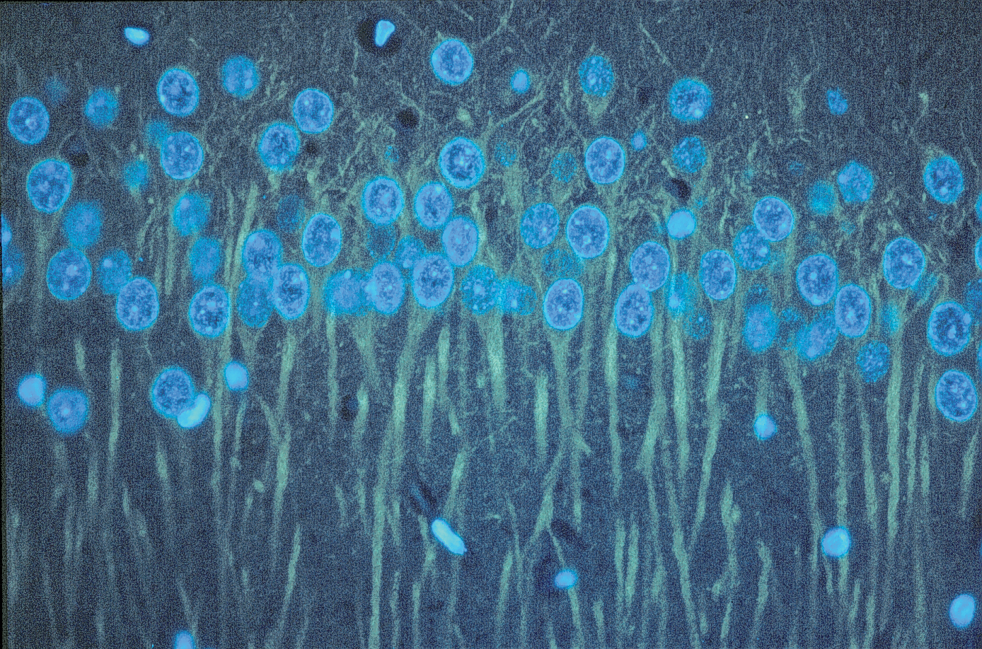 Anti-beta tubulin monoclonal antibody.