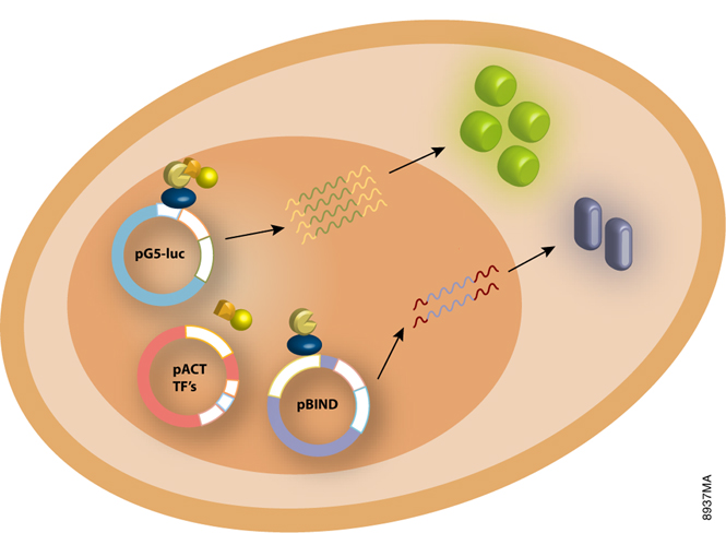 Reporter Assay for Protein Interactions Protein Interactions Reporter Assay