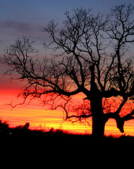 Post Oak at Sunset