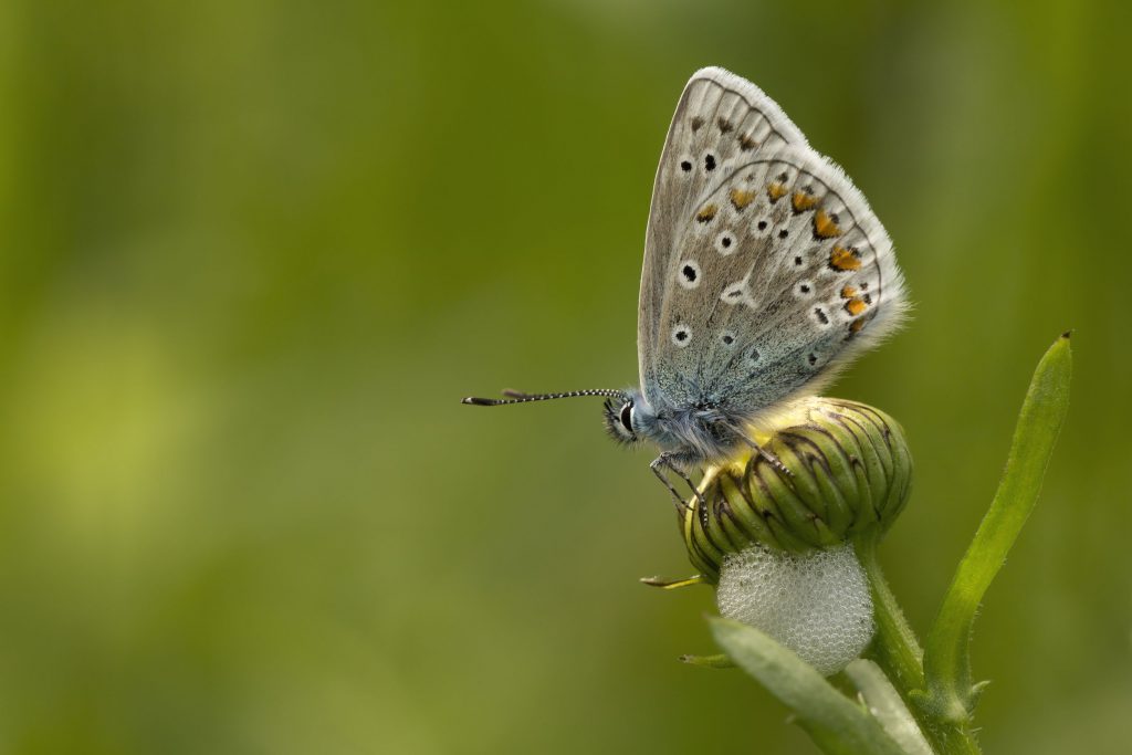 Skipper sitting on a foam nest of the meadow frog. A protein in the foam nest may provide a matrix for a cell-free artificial photosynthesis system.