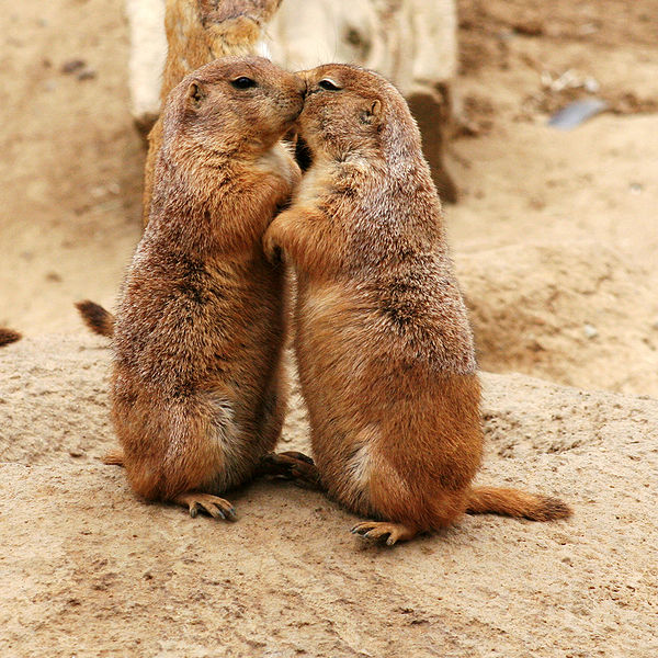 Prairie Dogs: Small Creatures, Big Vocabulary - Promega Connections