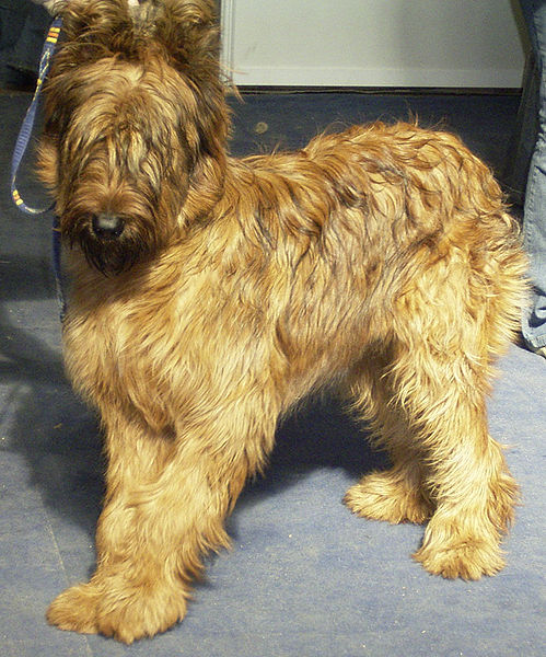 Briard dog photo.