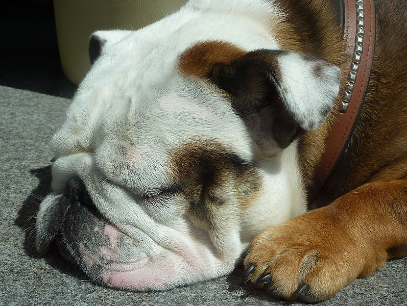 English Bulldog image.