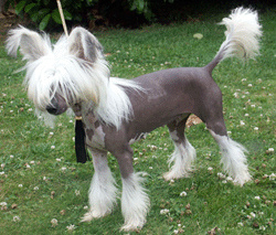 Chinese Crested dog.