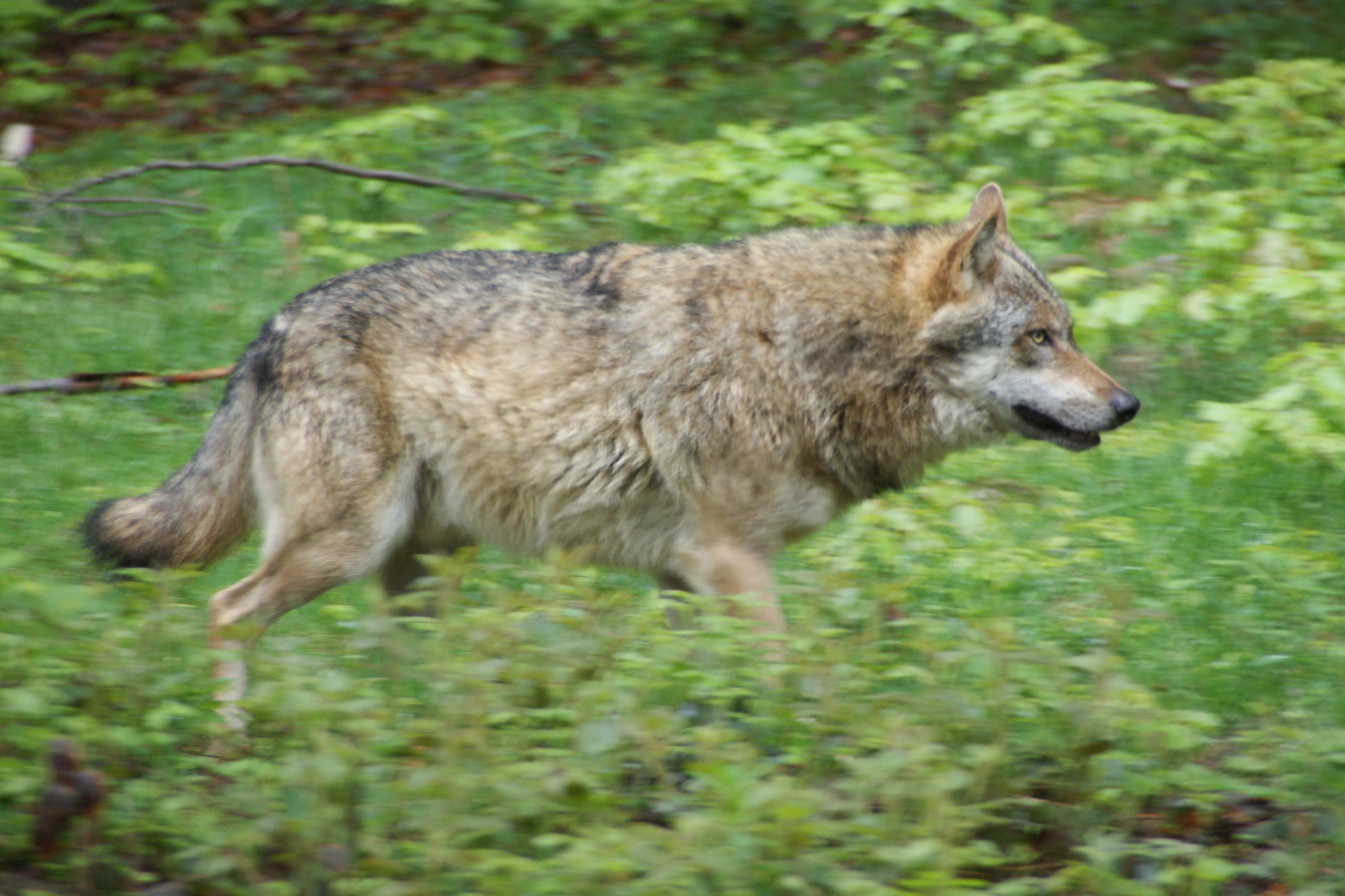 Gray wolf photo.
