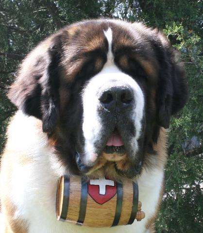 St. Bernard dog with cask.