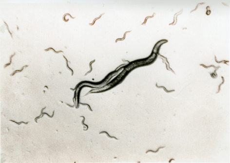 Caenorhabditis elegans N2 strain