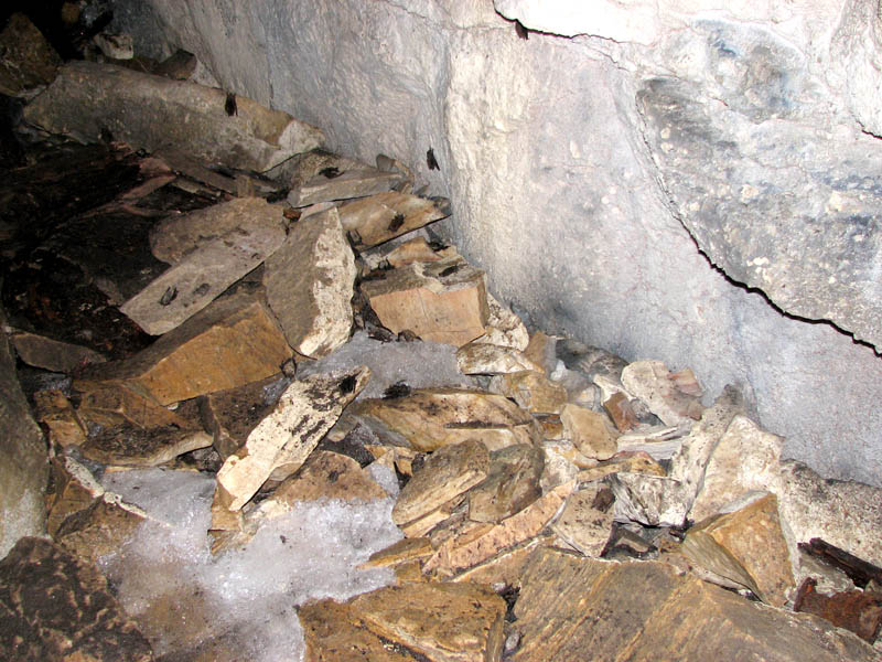Dead bats on the floor of a cave in Vermont. Image courtesy of the U.S. Geological Survey.