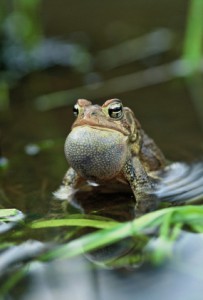 toad