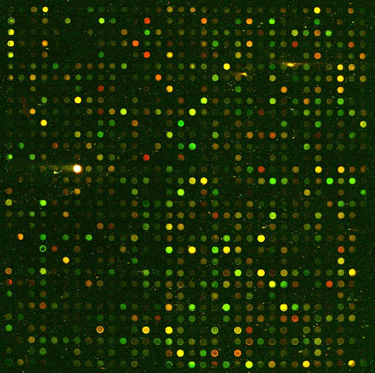 Microarray
