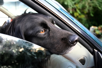 Dog waiting in a car