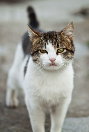 An outdoor cat.
