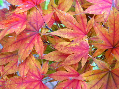 The bright colors of autumn leaves