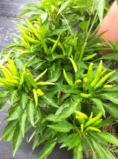Kitchen Garden 2011-Pepper plants