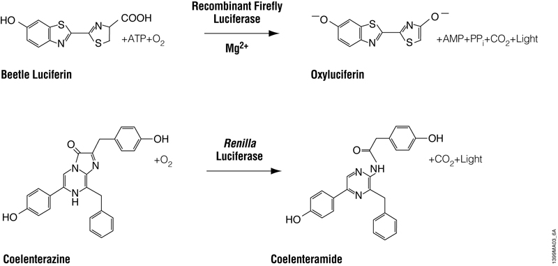 Bioluminescent reactions catalyzed by firefly and Renilla luciferases.