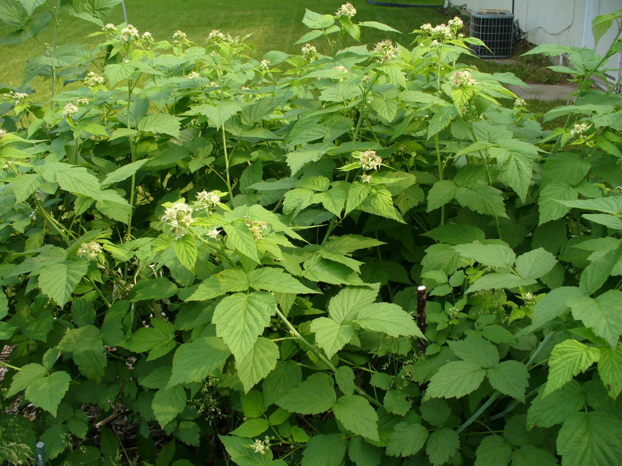 Black raspberry shrubs. Copyright Sara Klink