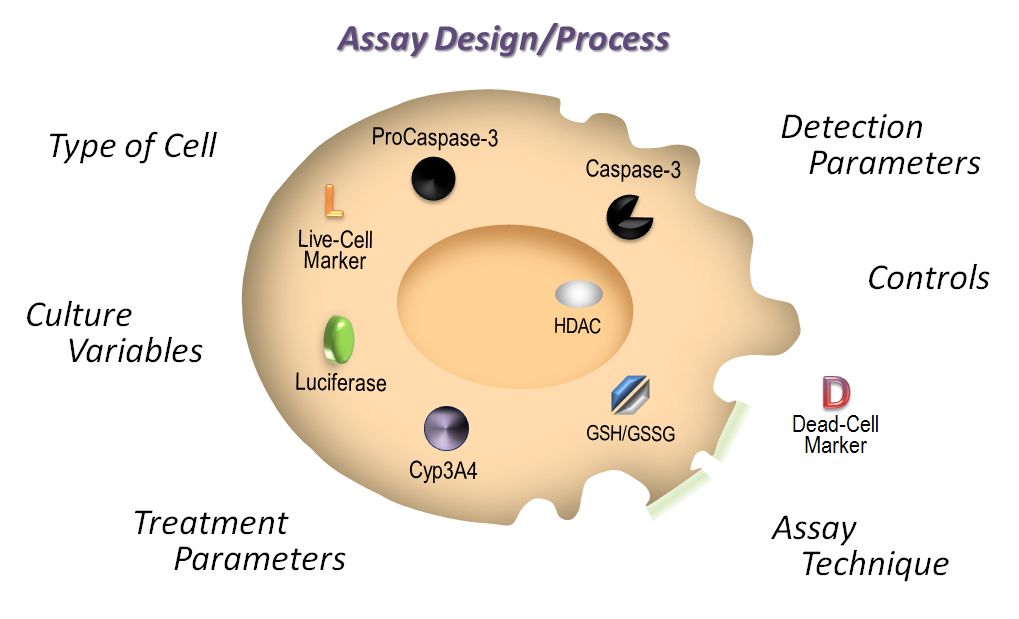 Cell Signaling - Promega