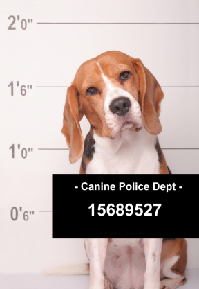 Guilty beagle
