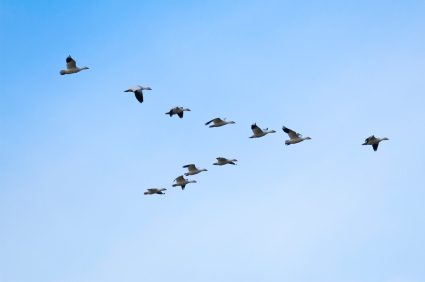 Migrating geese