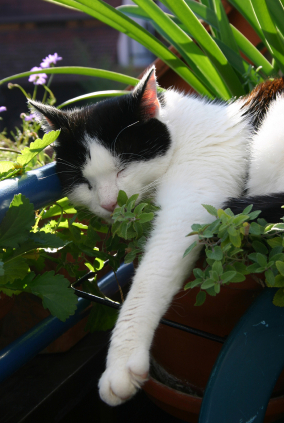 Catnip and Its Effect on Cats, Dogs and Humans - Promega Connections