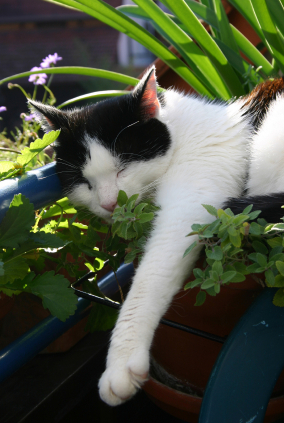 Feline in catnip.