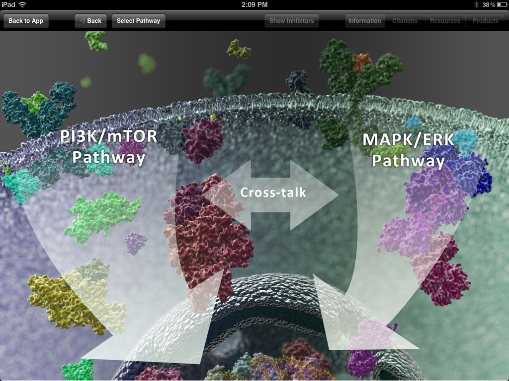 Interactive Cell Signaling App