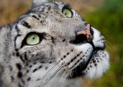 Snow Leopard