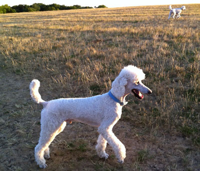 At the dog park in June.