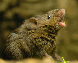 Singing Mouse (courtesy of Bret Pasch).