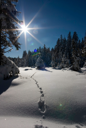 Could these be Bigfoot tracks?