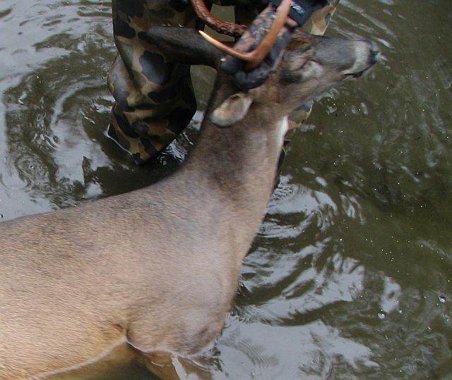EHDV killed deer.