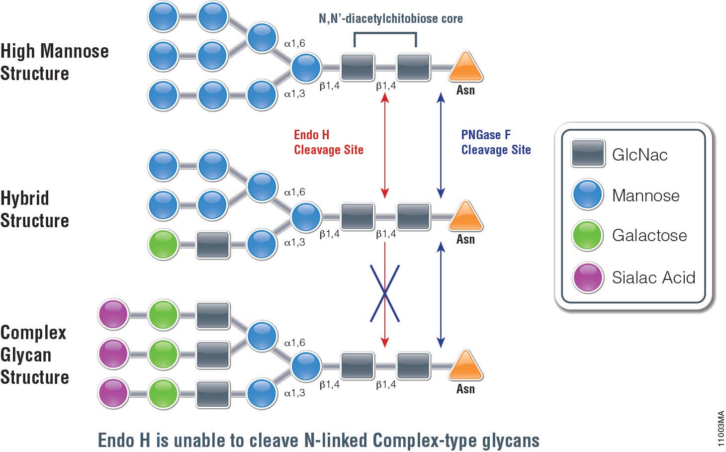 Endo H Application Monitoring Protein Trafficking Promega Connections