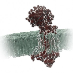 gpcr_in_membrane_on_white2