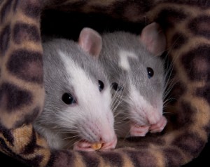 rats eating eyeballs rats eating eyeballs