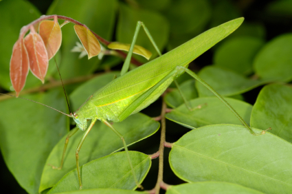 A modern katydid has asymmetric wings.
